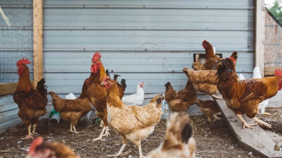 Куры зимой плохо несли яйца: изменила условия — несутся не переставая Куры зимой плохо несли яйца: изменила условия — несутся не переставая