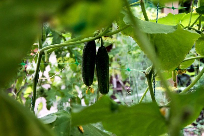 Желтые листья атакуют: один продукт из холодильника возвращает огурцам бодрость за пару дней