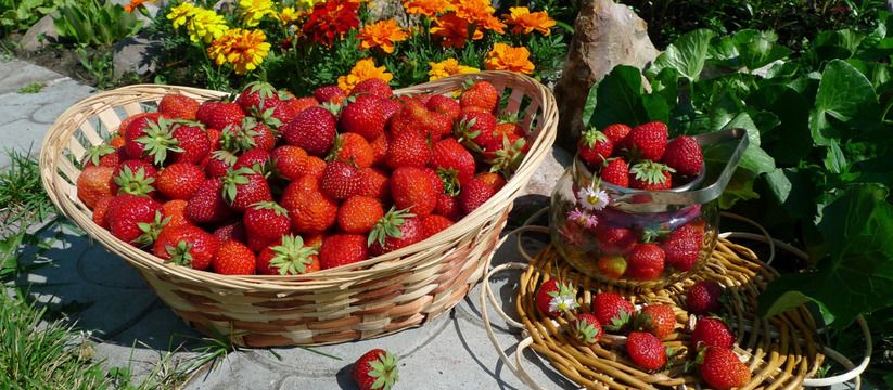Увеличиваю урожай клубники сразу на 80% народными средствами. Три простых весенних способа от потомственного специалиста-агронома