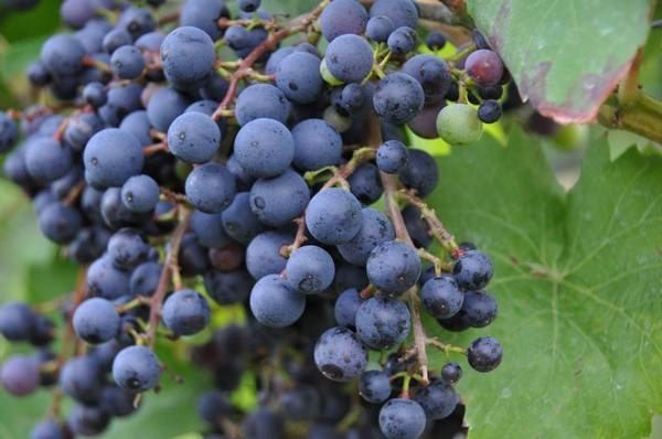 ���������� ������: ��������, ������� ����������� ������ ���������