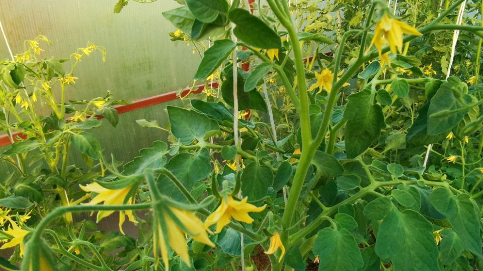 ��� ��������� ��������� ������� ������ �� ����