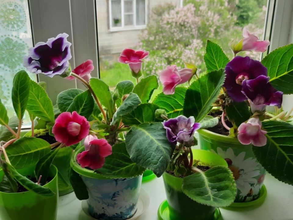 ��������� �������: ���������, ������� ����������� �� �������