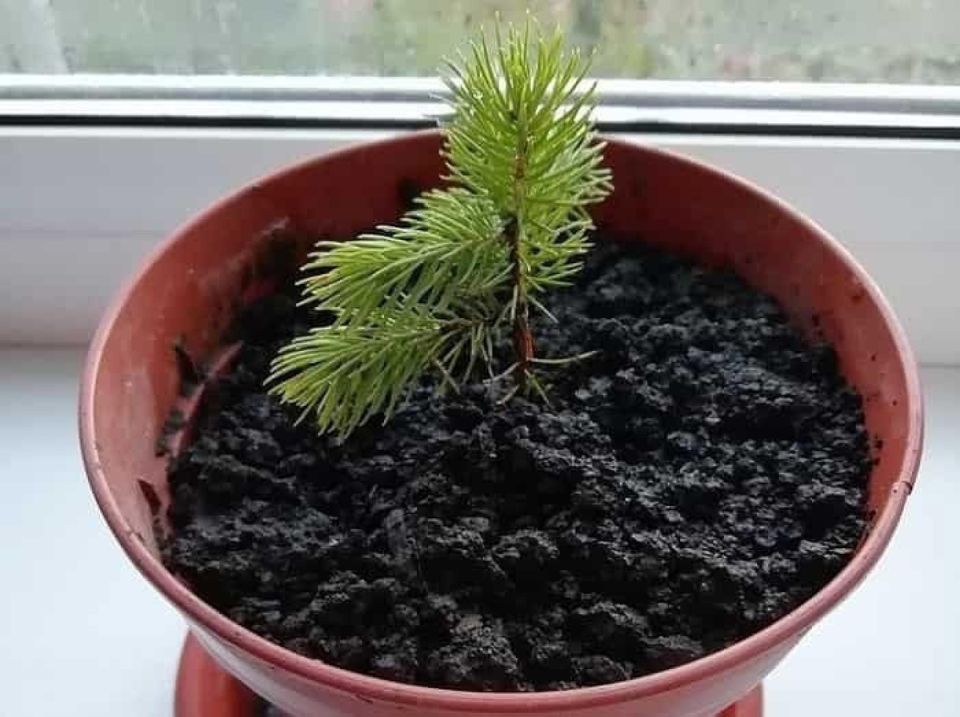 ��� ��������� ��� ����: ��� ������� ���� �� ���������