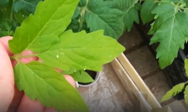 ��� ������ ����� �������: ���������� ���������� ����������� ������� � �� �������