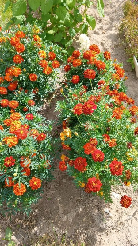 ��� ��������� ������� � ������ ������ ����� ���� � �������