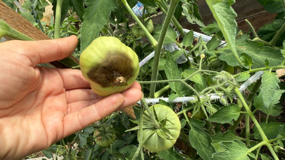 ��� ������ ������: ���� ������ �� ������� �����, ��������� ����������