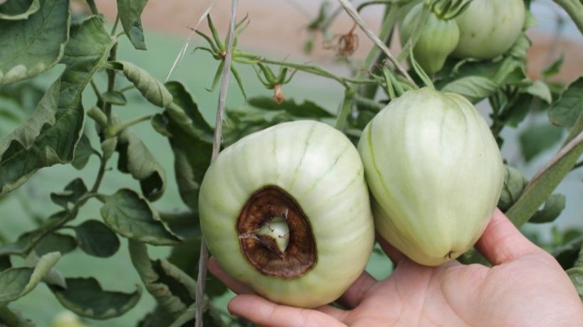 Как избежать вершинной гнили томатов: секреты агрономов для идеального урожая