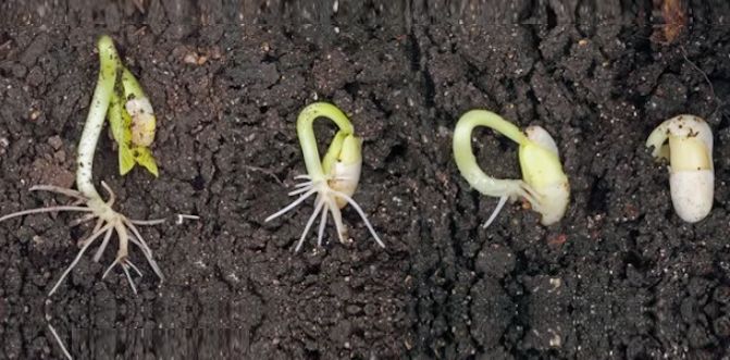 ������� ������ �����: ��� �� ��� �������� ������� ������?