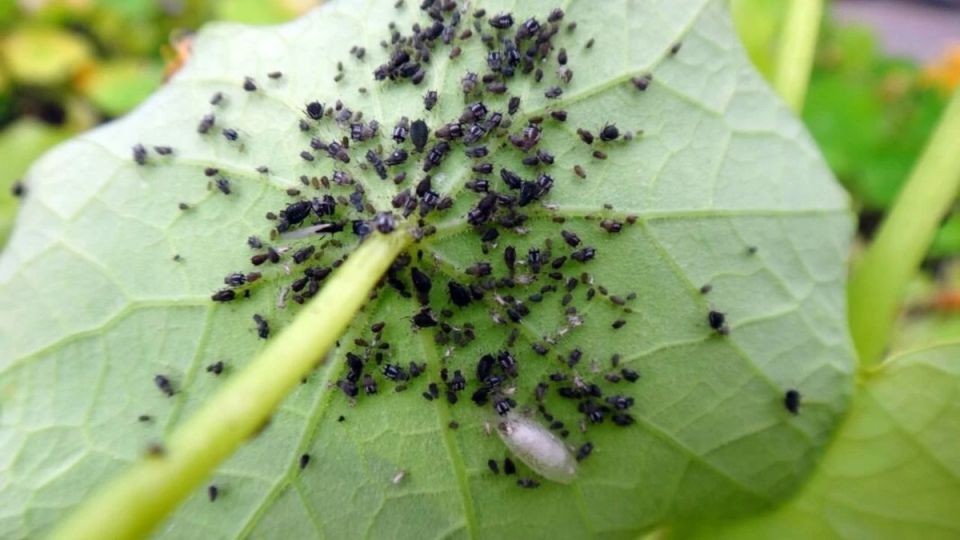 ��� ���������� ���������� �� ���: ������� � ������ �� ��������