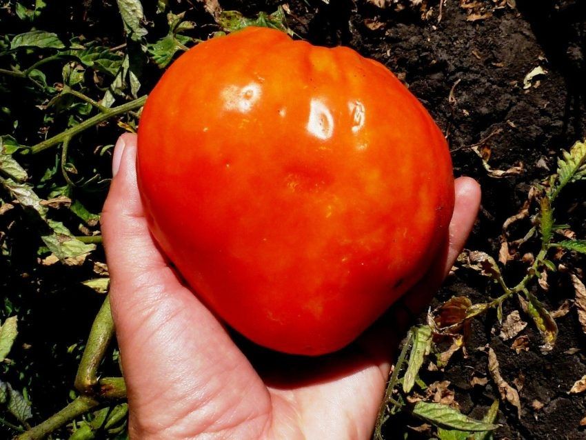 Томат Провенцано: итальянское великолепие с уникальными вкусами