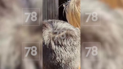 50  :    ,      