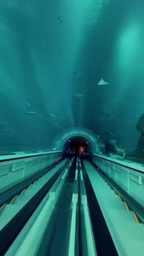  SeaWorld  -