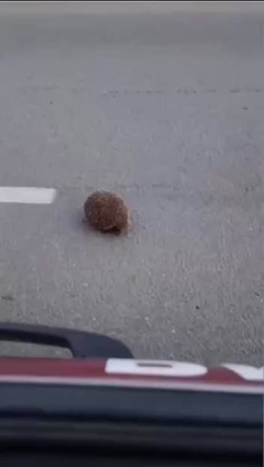   ,     