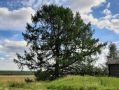 Пекашино распознают по лиственнице