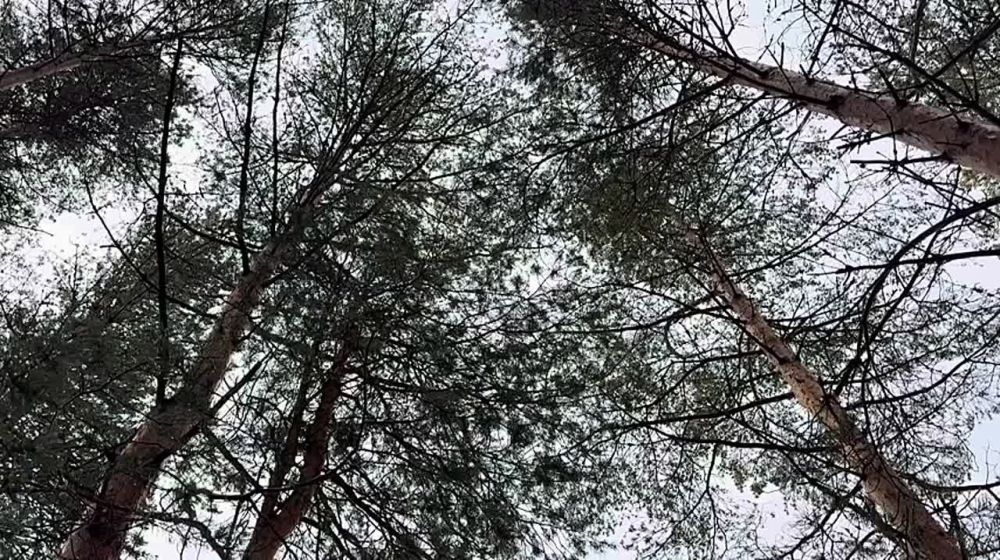 Ирина Куксенкова: Требования к размеру ручной клади в «Победе» признаны незаконными, почти треть австрийцев почти не умеют читать, минюст Чехии принял взятку от преступника, – вечерняя сводка 30 мая: