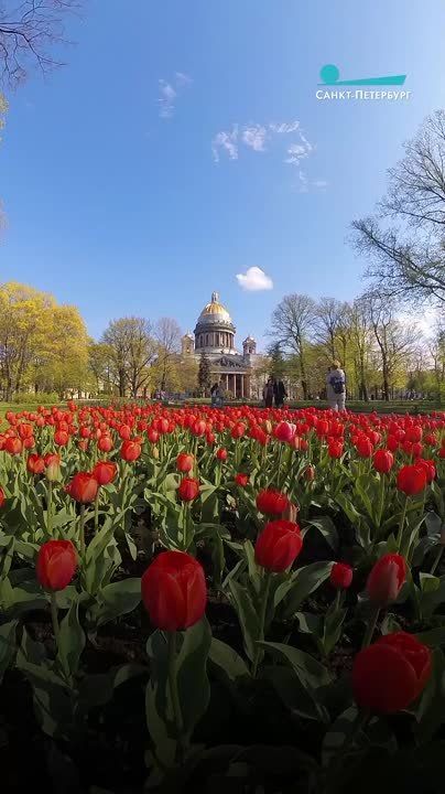 Сегодня 1 июня, и — не верится — в Петербурге лето началось с лета