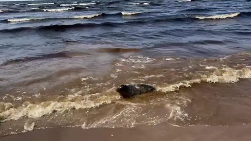 Трех самок серого тюленя выпустили на волю после реабилитации