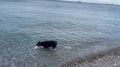 Олег Царёв: Ялтинцы тоже купаются в море