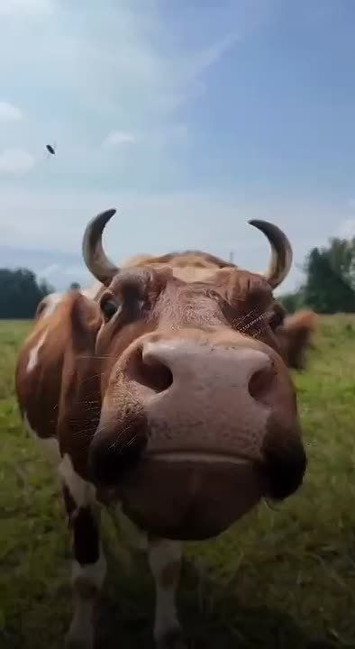  :  ,   (  )  ?
