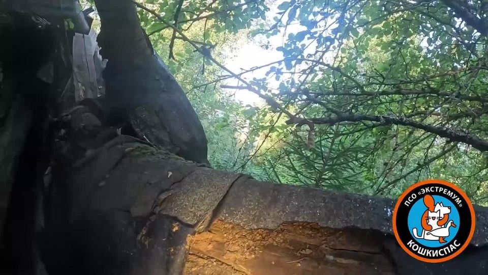         -- (  )