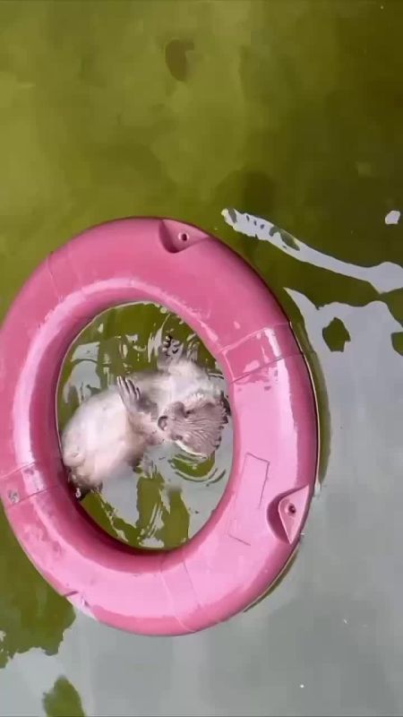 , -     ,     