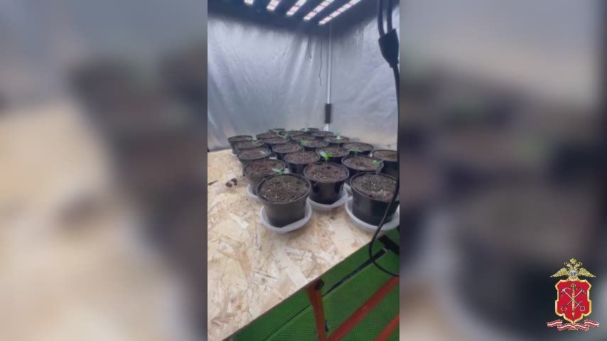 В Ленобласти полицией задержан наркоаграрий, устроивший подпольную ферму на своём участке в деревне Глядино