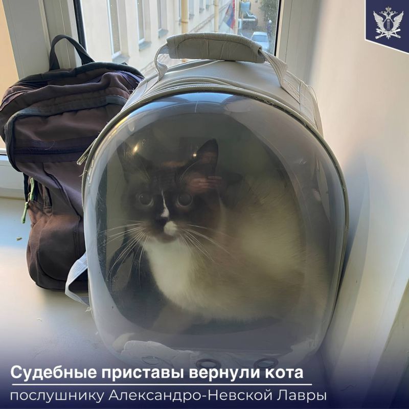 В Санкт-Петербурге 3-летняя разлука кота сиамской породы по кличке Сиам и его хозяина закончилась счастливым воссоединением
