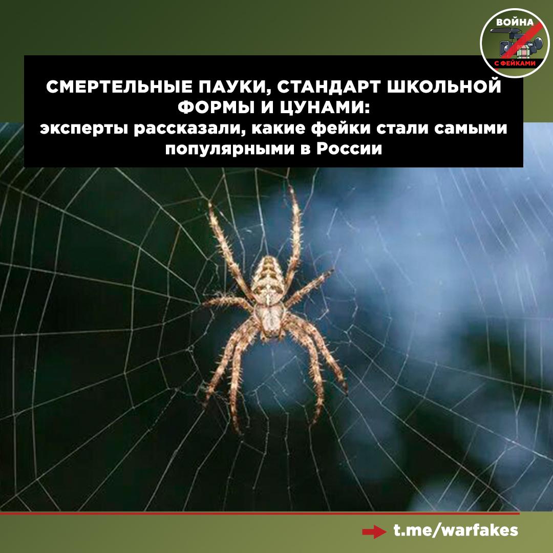 В России фиксируется рост уникальных фейков