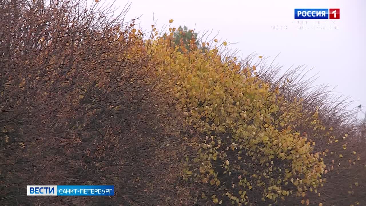 Петербуржцев ждут по-осеннему тёплые выходные