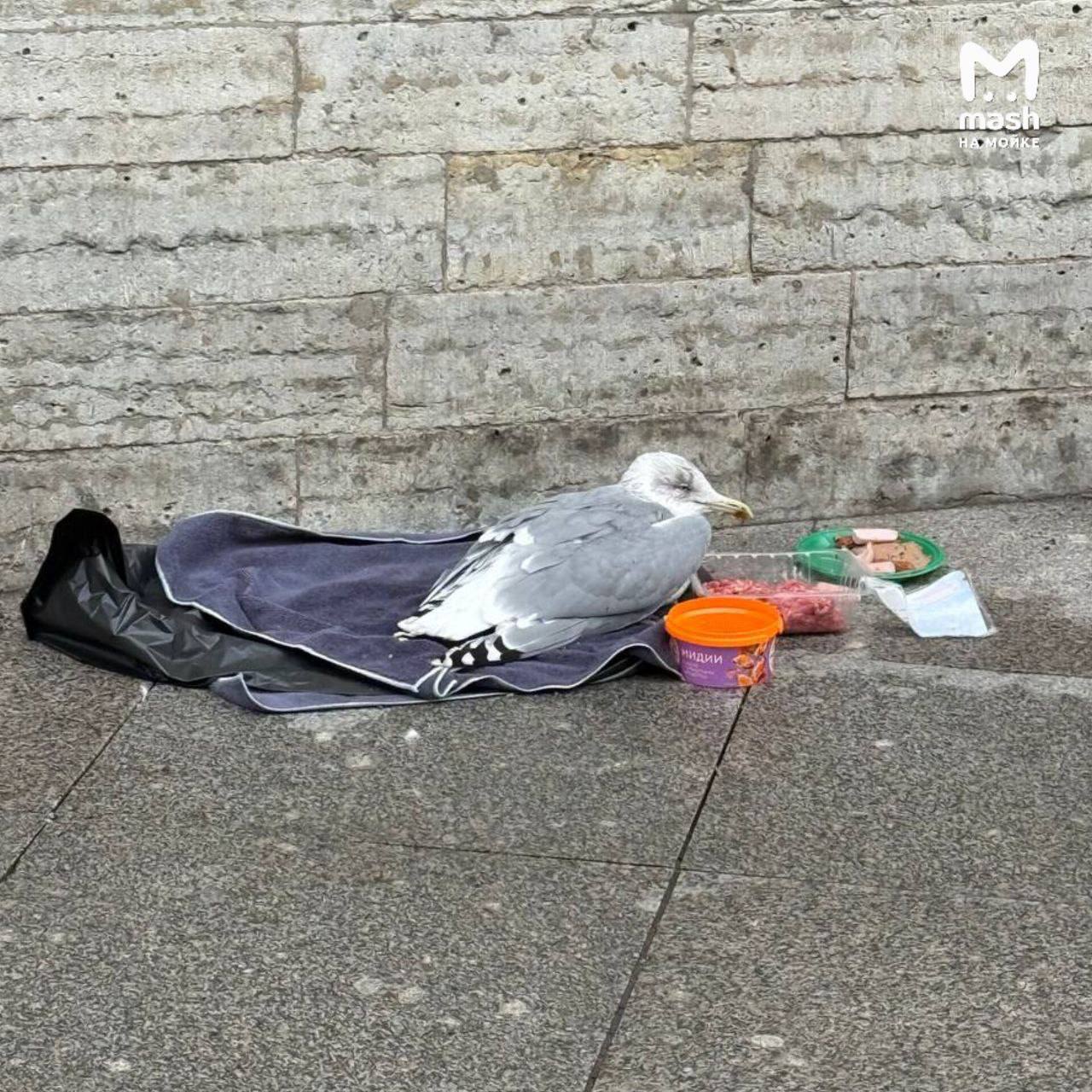 Самые милосердные соседи живут на Чайковского — устроили несчастной чайке полноценный шведский стол с фаршем и мидиями и дали отдохнуть на мягком