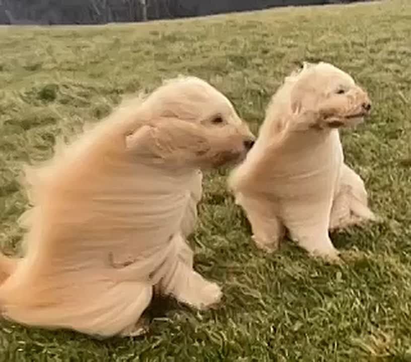 #МЧС_Петербурга предупреждает: по информации ФГБУ "Северо-Западное УГМС", 27 октября в Санкт-Петербурге местами ожидаются порывы ветра до 17 м/с