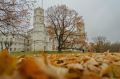 В Гатчинском дворцовом парке сохраняют легендарный Орловский дуб