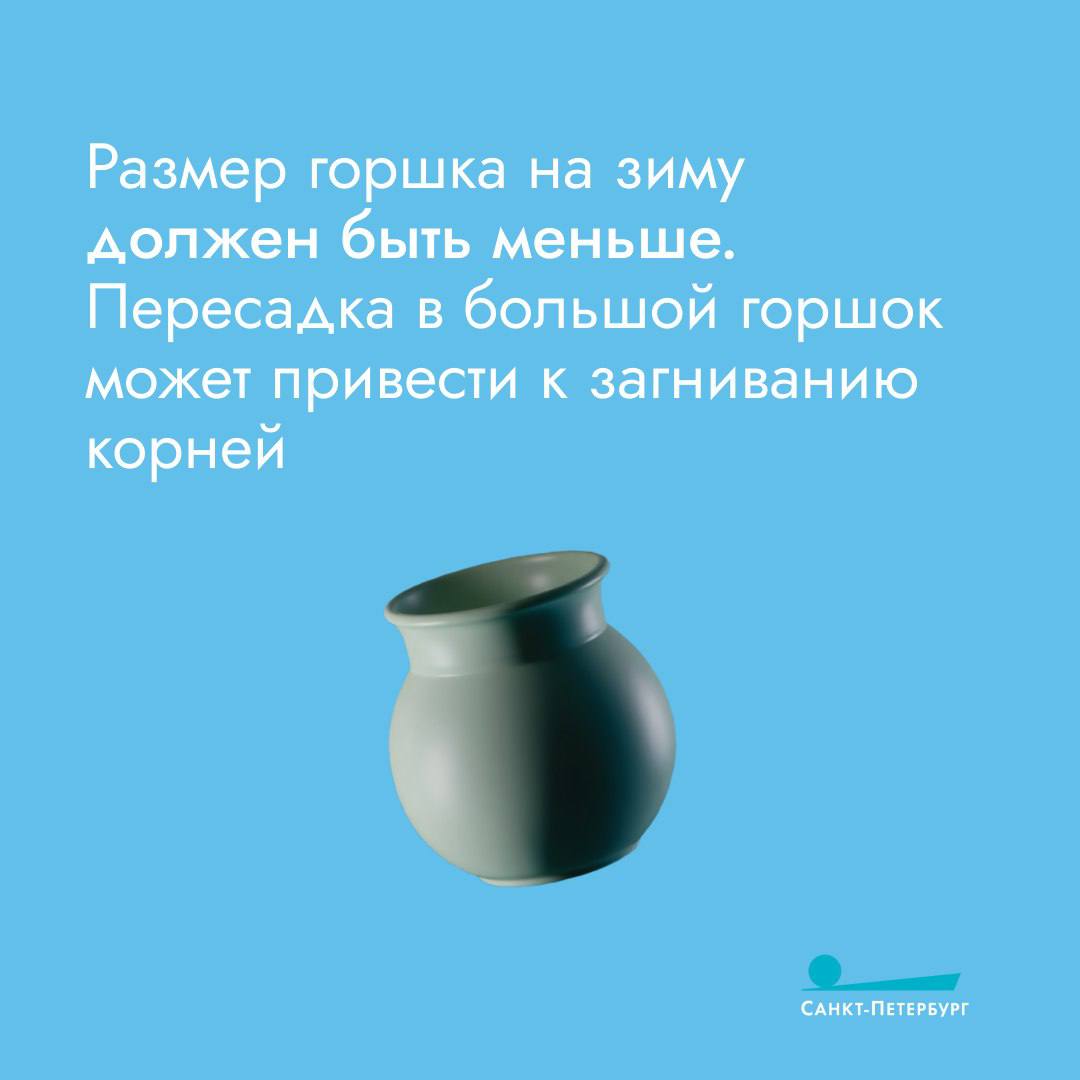 Стремительное сокращение дня, жаркое отопление, сквозняки – всё это пагубно влияет на комнатные растения Стремительное сокращение дня, жаркое отопление, сквозняки – всё это пагубно влияет на комнатные растения