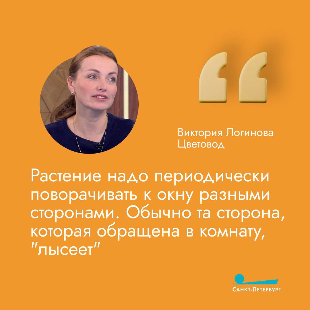 Стремительное сокращение дня, жаркое отопление, сквозняки – всё это пагубно влияет на комнатные растения Стремительное сокращение дня, жаркое отопление, сквозняки – всё это пагубно влияет на комнатные растения