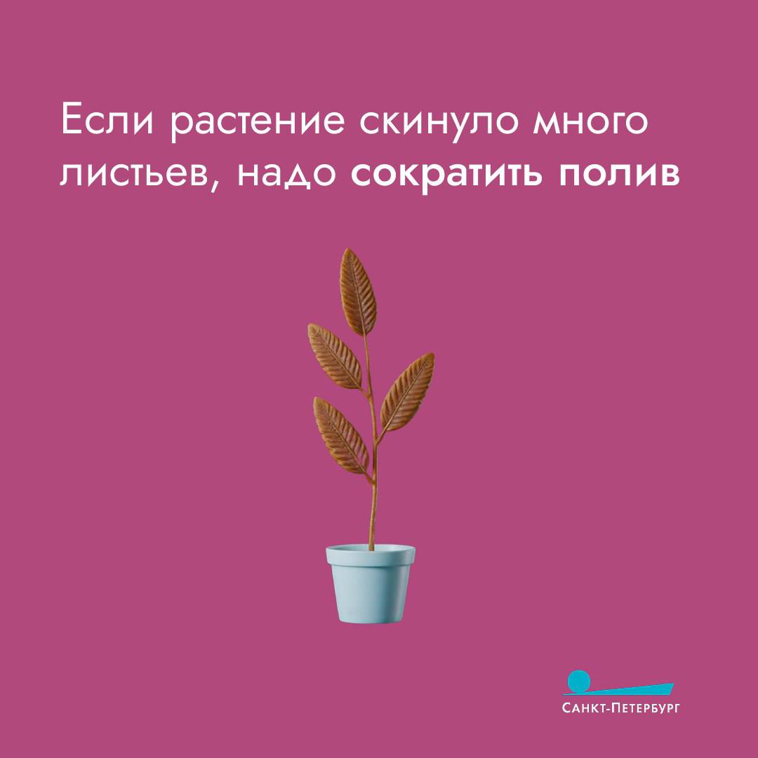 Стремительное сокращение дня, жаркое отопление, сквозняки – всё это пагубно влияет на комнатные растения Стремительное сокращение дня, жаркое отопление, сквозняки – всё это пагубно влияет на комнатные растения