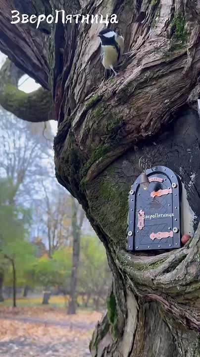 Вы наверняка видели вирусное видео с нейросетевой белочкой, которая живет в домике со сказочной дверцей