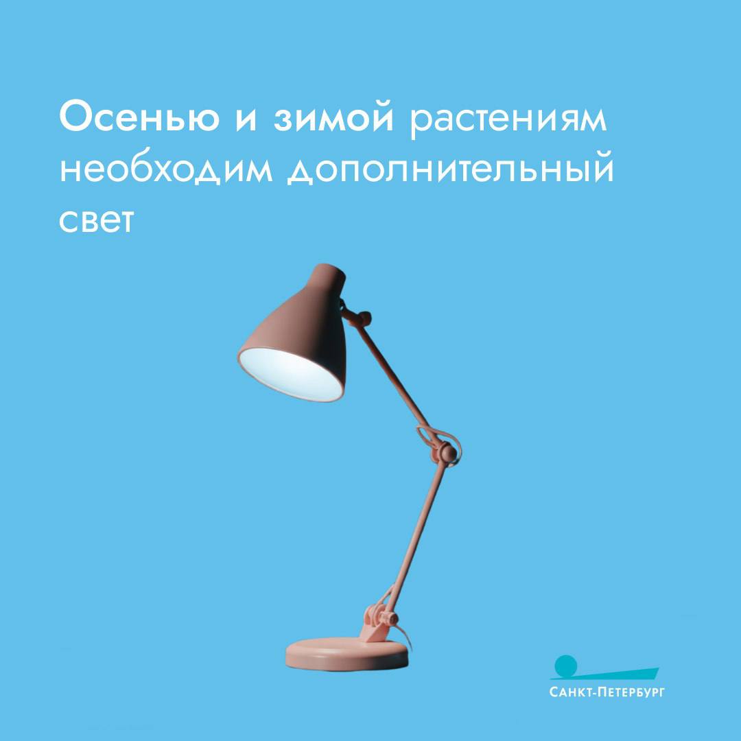 Стремительное сокращение дня, жаркое отопление, сквозняки – всё это пагубно влияет на комнатные растения Стремительное сокращение дня, жаркое отопление, сквозняки – всё это пагубно влияет на комнатные растения