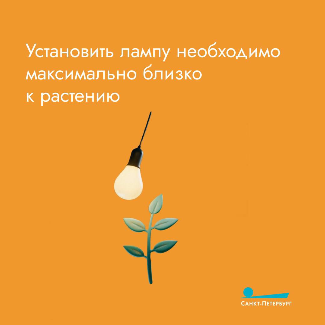 Стремительное сокращение дня, жаркое отопление, сквозняки – всё это пагубно влияет на комнатные растения Стремительное сокращение дня, жаркое отопление, сквозняки – всё это пагубно влияет на комнатные растения