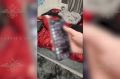 «Сатанист» из Сети. Задержаны похитители Мостового и зятя депутата