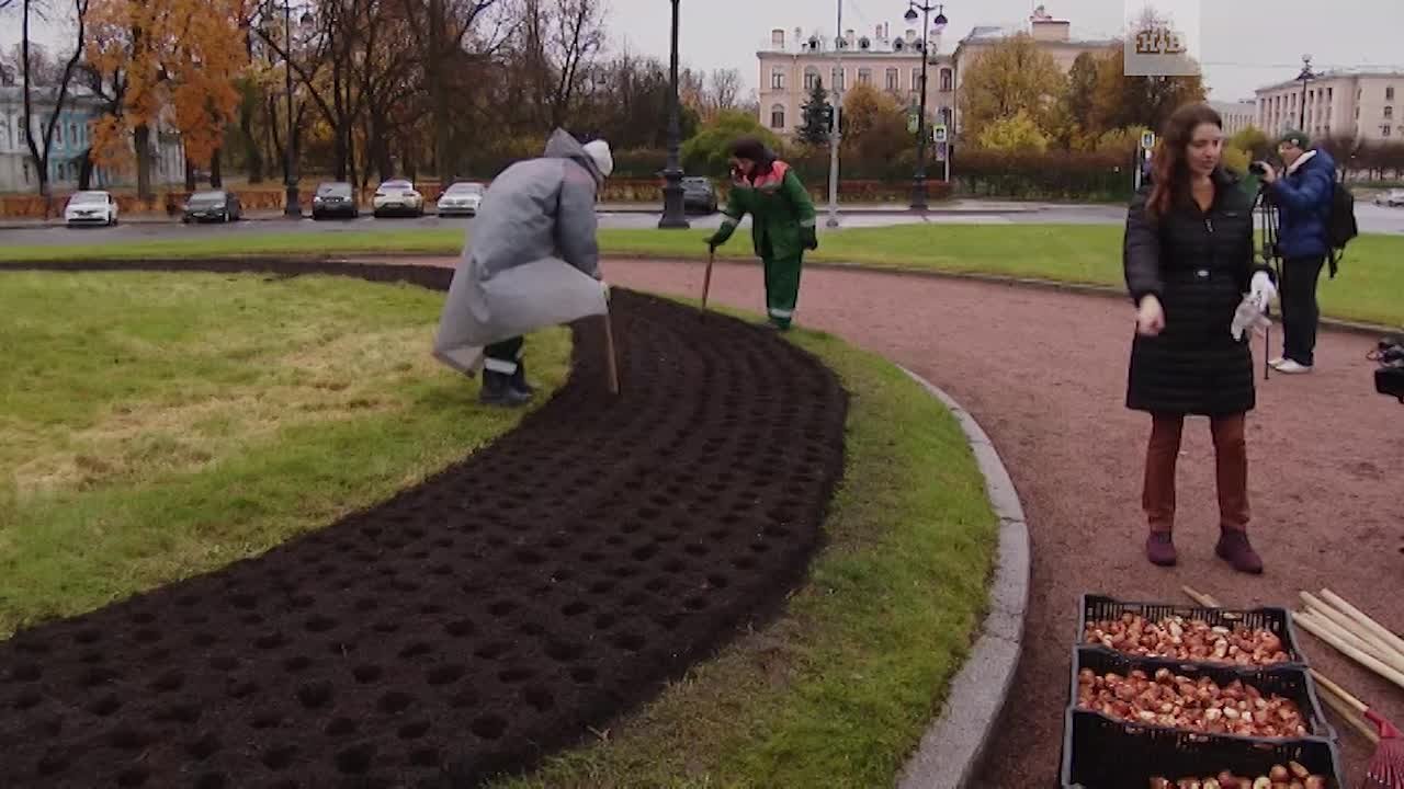 4 тыс. луковиц тюльпанов посадили сегодня, чтобы весной клумбы площади Растрелли окрасились в розовый