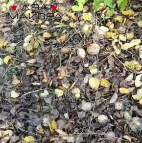 Два майора: Покровско-Константинововское направление