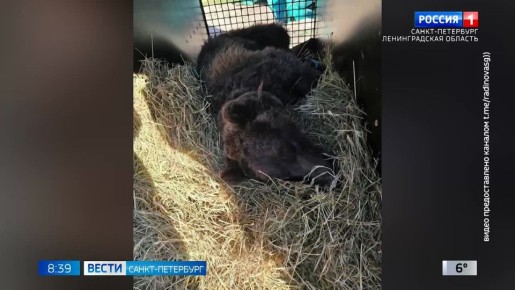 Двух бурых медведей из Дагестана привезли в хоспис для диких животных в Ленобласти