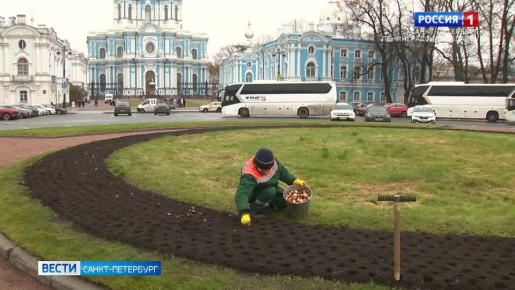 На Площади Растрелли высадили более трех тысяч тюльпанов