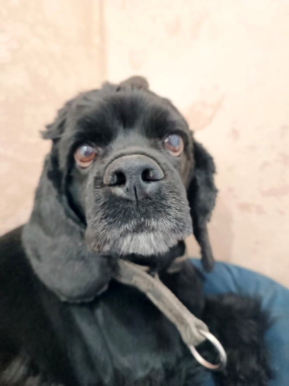 Петербургский парламент принял в третьем чтении закон о содержании собак