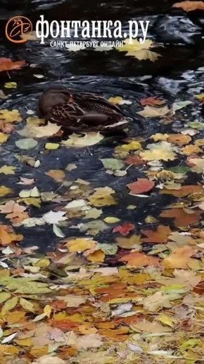 Вы не поверите — золотая осень скоро закончится