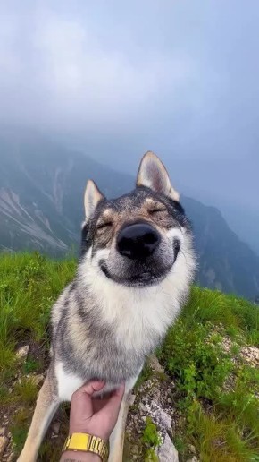 Собака-улыбака. Пусть каждый ваш день начинается с чего-нибудь приятного и, конечно, с улыбки