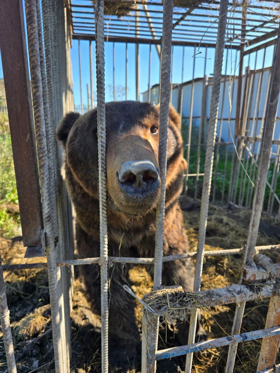 Два медведя из частного зоопарка в Дагестане отправились в хоспис «Дом тигра» в Ленобласти Два медведя из частного зоопарка в Дагестане отправились в хоспис «Дом тигра» в Ленобласти