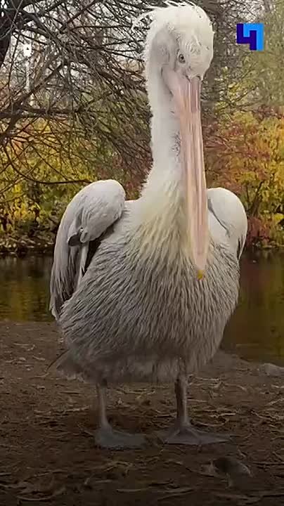 Пеликан Полкан из Ленинградского зоопарка устроил осенний спа-день