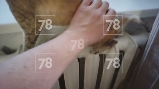 Одна дома. Житель дома на 1-м Муринском проспекте оставил в квартире кошку во время эвакуации