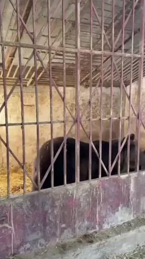 Два бурых медведя из частного зоопарка в Дагестане переедут в Ленобласть